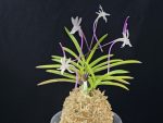 화잠 花簪 Hanakanzashi