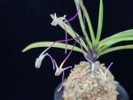 화잠 花簪 Hanakanzashi
