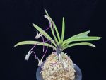 화잠 花簪 Hanakanzashi