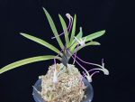 화잠 花簪 Hanakanzashi