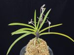 화잠 花簪 Hanakanzashi