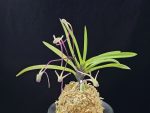 화잠 花簪 Hanakanzashi
