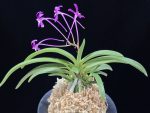 장자홍 長紫紅 Jangjahong