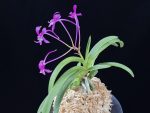 장자홍 長紫紅 Jangjahong