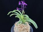 장자홍 長紫紅 Jangjahong