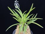 춘급전 春及殿 Shunkyuden