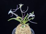 삼소전 三笑殿(万華境) Samsojeon(Mangekyo) (3 spur)