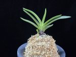 삼소전 三笑殿(万華境) Samsojeon(Mangekyo) (3 spur)