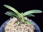 월영금 月影錦 Wolyeonggeum (Ruby root)