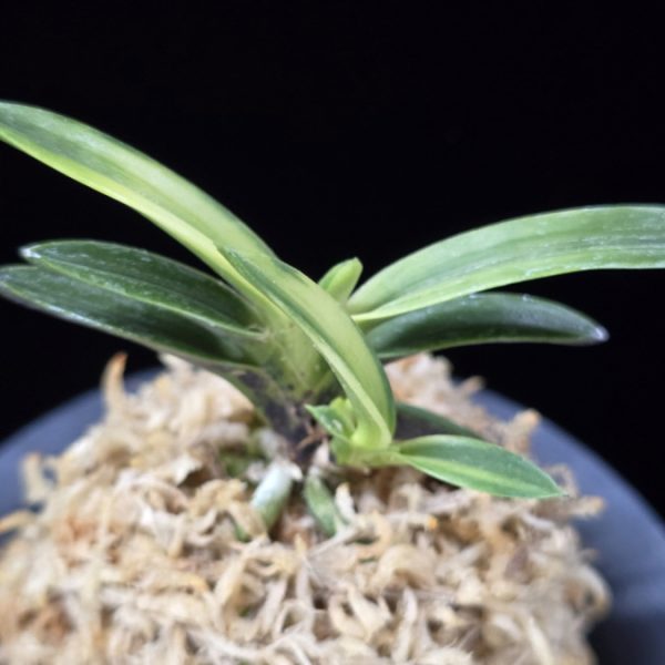 월영금 月影錦 Wolyeonggeum (Ruby root)