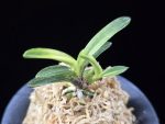 월영금 月影錦 Wolyeonggeum (Ruby root)