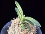 월영금 月影錦 Wolyeonggeum (Ruby root)