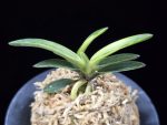 월영금 月影錦 Wolyeonggeum (Ruby root)