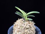 월영금 月影錦 Wolyeonggeum (Ruby root)