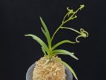 화잠 花簪 Hanakanzashi