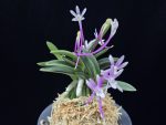 뇌산단엽 雷山短葉 Raizan(short leaves)