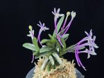뇌산단엽 雷山短葉 Raizan(short leaves)