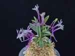 뇌산단엽 雷山短葉 Raizan(short leaves)
