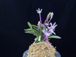 뇌산단엽 雷山短葉 Raizan(short leaves)