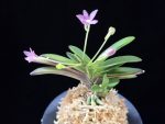 주홍성 朱紅星 Juhongseong