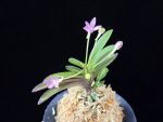 주홍성 朱紅星 Juhongseong