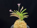 주홍성 朱紅星 Juhongseong