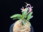 주홍성 朱紅星 Juhongseong