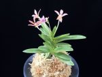 주홍성 朱紅星 Juhongseong