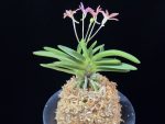 주홍성 朱紅星 Juhongseong