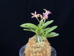 주홍성 朱紅星 Juhongseong