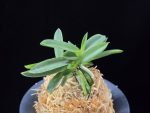주홍성 朱紅星 Juhongseong