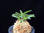 주홍성 朱紅星 Juhongseong