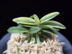 취월호 翠月湖 Chwiwolho(Seedling)