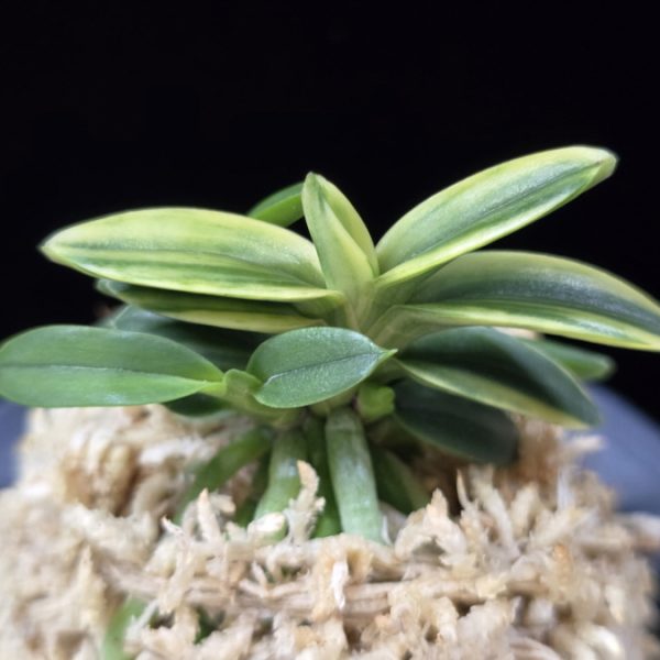 취월호 翠月湖 Chwiwolho(Seedling)