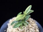 취월호 翠月湖 Chwiwolho(Seedling)