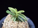 취월호 翠月湖 Chwiwolho(Seedling)