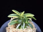 취월호 翠月湖 Chwiwolho(Seedling)