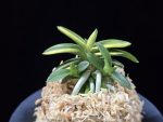 취월호 翠月湖 Chwiwolho(Seedling)