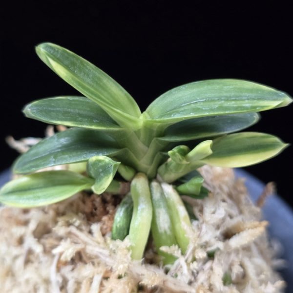 취월호 翠月湖 Chwiwolho(Seedling)