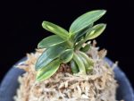 취월호 翠月湖 Chwiwolho(Seedling)