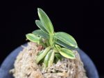 취월호 翠月湖 Chwiwolho(Seedling)