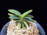 취월호 翠月湖 Chwiwolho(Seedling)
