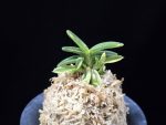 취월호 翠月湖 Chwiwolho(Seedling)