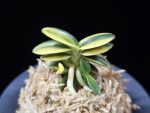 취월호 翠月湖 Chwiwolho(Seedling)