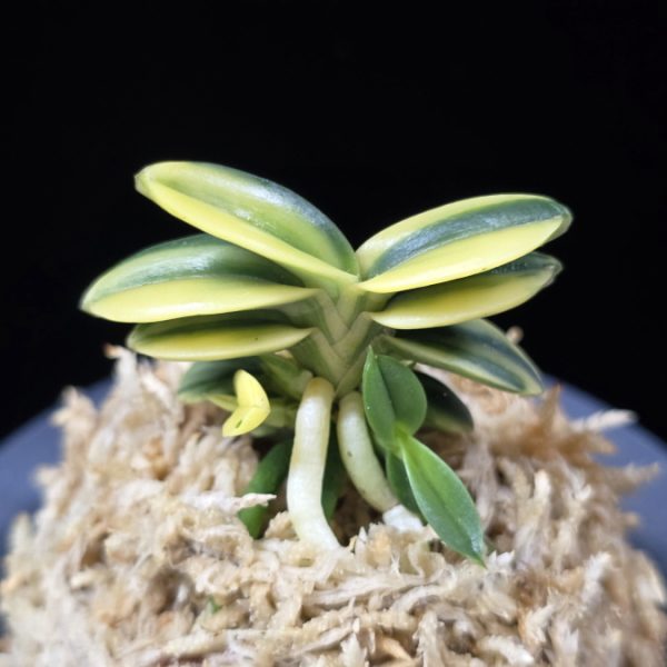 취월호 翠月湖 Chwiwolho(Seedling)
