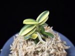 취월호 翠月湖 Chwiwolho(Seedling)