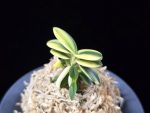 취월호 翠月湖 Chwiwolho(Seedling)