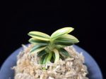 취월호 翠月湖 Chwiwolho(Seedling)