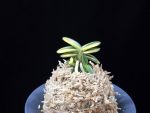 취월호 翠月湖 Chwiwolho(Seedling)