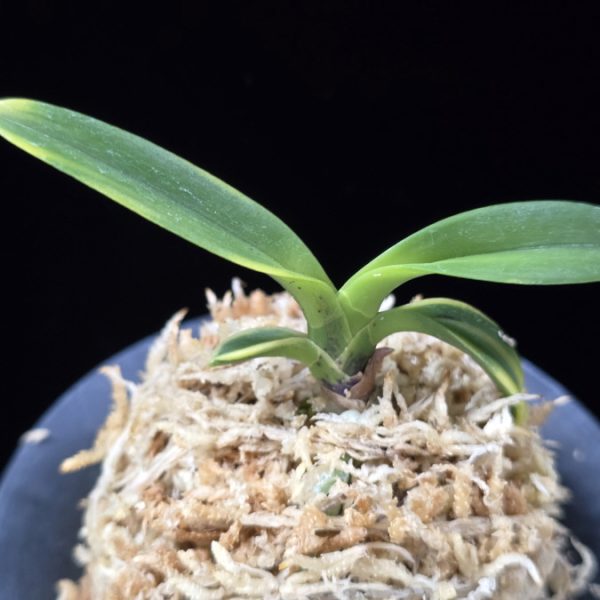 동해복륜 東海復輪 Tokai Fukurin